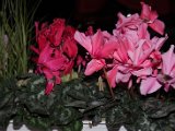 DSC_5159.JPG